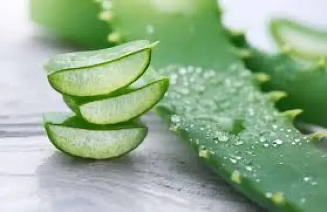Aloe vera 2