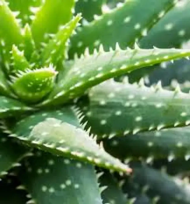 Aloe vera